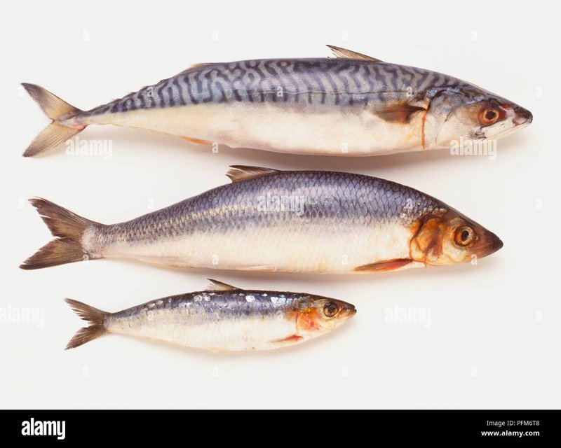 Sardine Vs. [Similar Species] - Key Differences