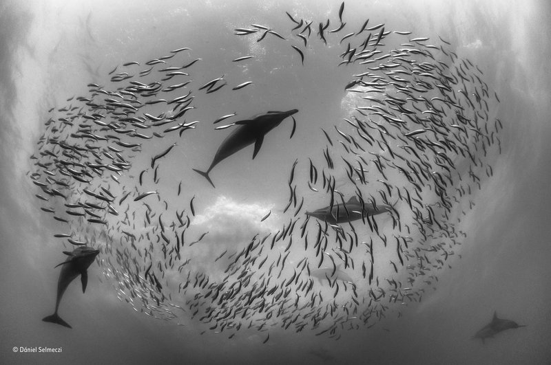 Sardine