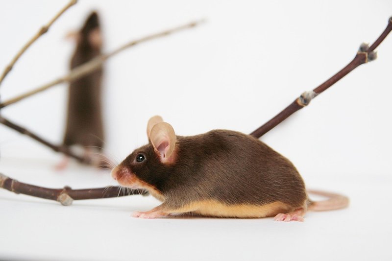 Satin Mouse Overview: Traits, Appearance, And Temperament