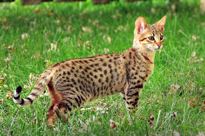 Savannah Cat Overview: Personality, Appearance, And Care Needs