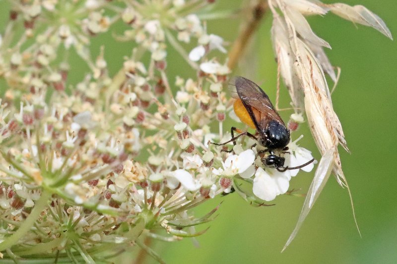 Sawfly