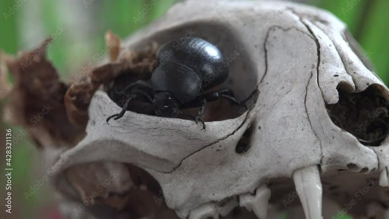 Scarab Beetle