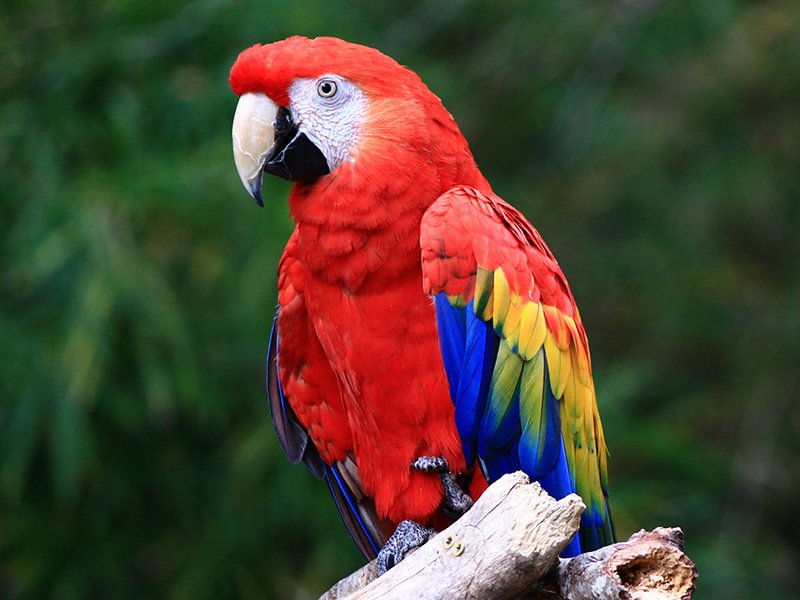 Scarlet Macaw Vocalizations And What They Mean