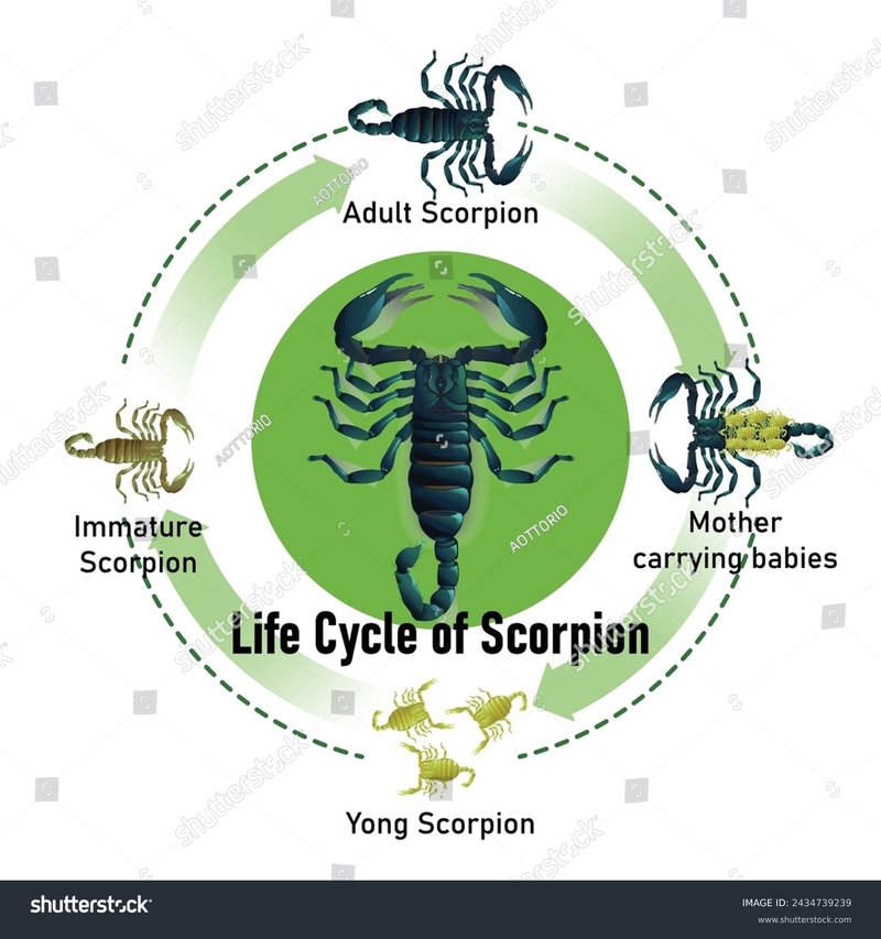 Scorpion Life Cycle - From Birth To Adulthood