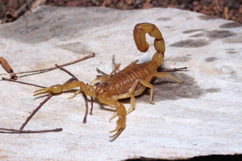 Scorpion Venom: How Dangerous Is It Really?