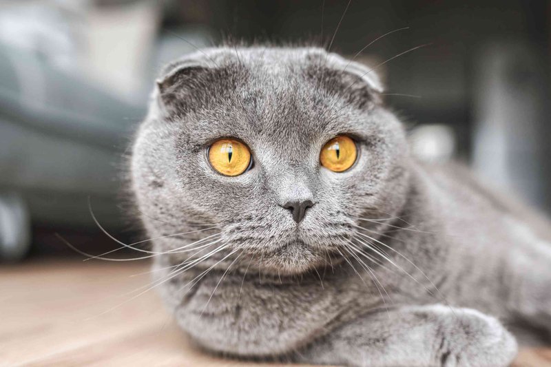 Scottish Fold Cat Overview: Personality, Appearance, And Care Needs