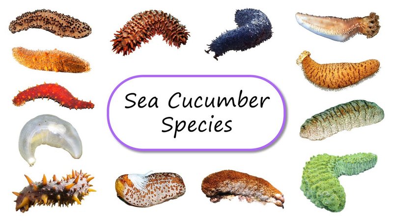 Sea Cucumber Vs. [Similar Species] - Key Differences