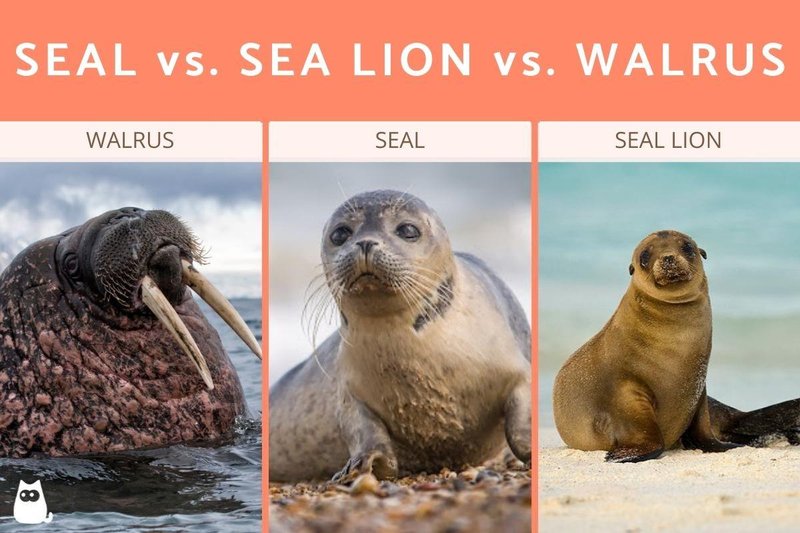 Sea Lion Vs. [Similar Species] - Key Differences