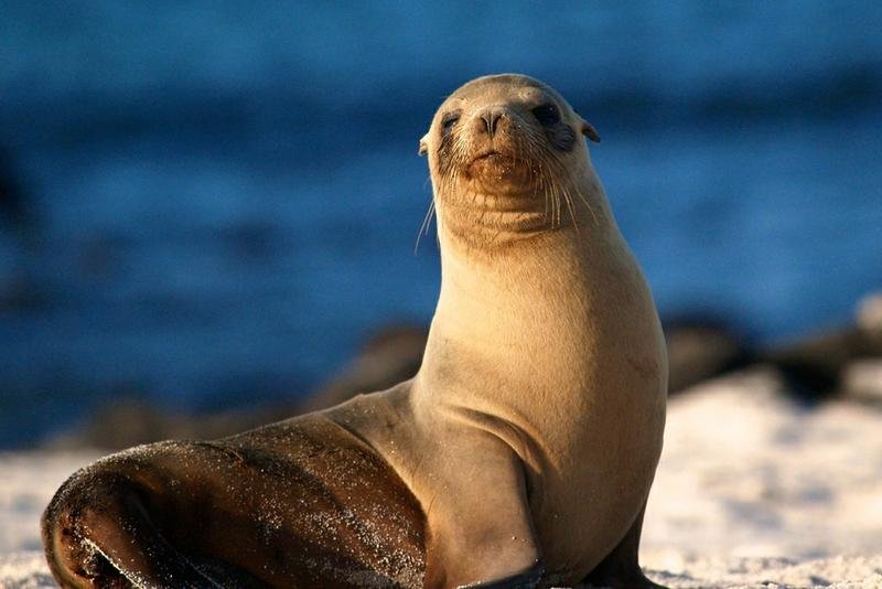 Sea Lion