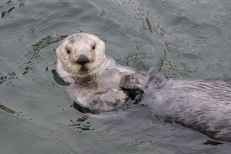 Sea Otter