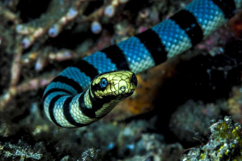 Sea Snake