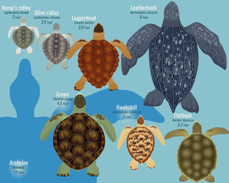 Sea Turtle Vs. [Similar Species] - Key Differences