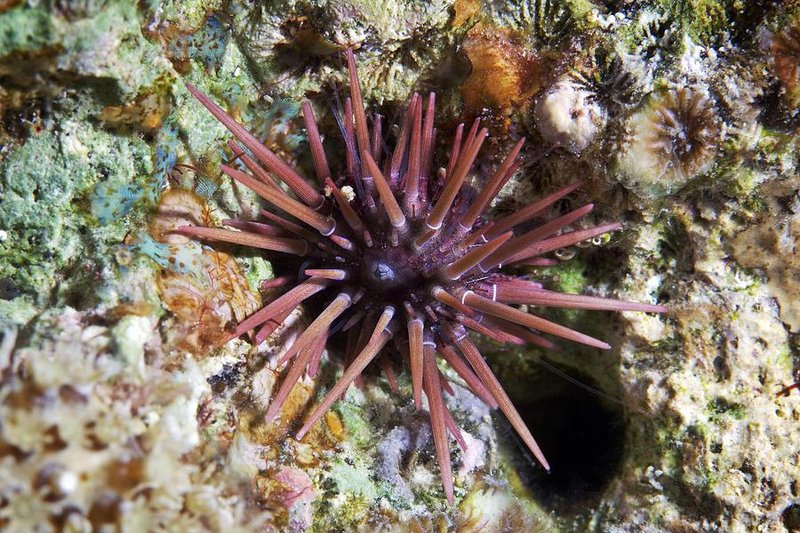 Sea Urchin