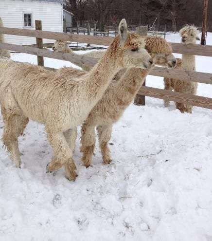 Seasonal Care For Alpacas: Summer And Winter Tips