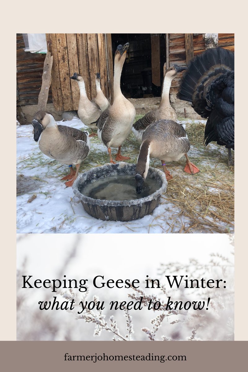 Seasonal Care Tips For Geese (Winter & Summer)