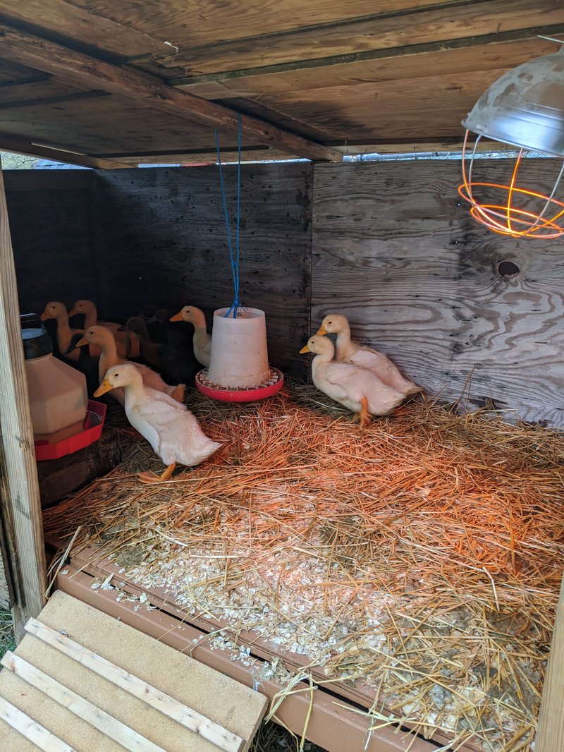 Setting Up A Duck Coop And Pond: Housing Essentials