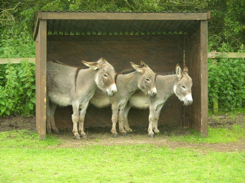 Setting Up Shelter And Pasture For Donkeys