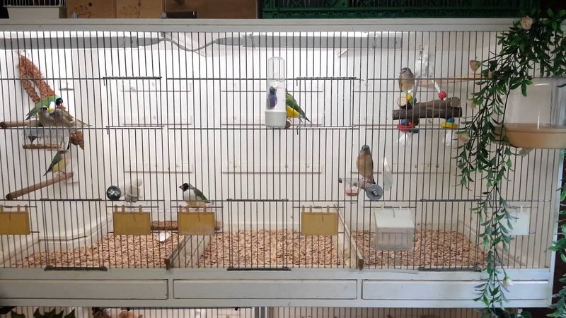 Setting Up The Perfect Finch Cage: Size, Perches, And Nesting