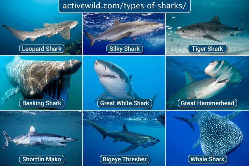Shark Vs. [Similar Species] - Key Differences