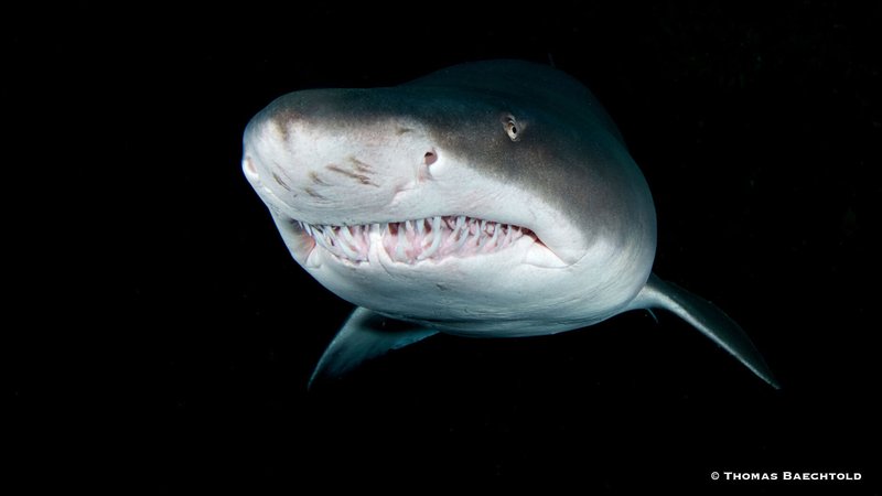Shark