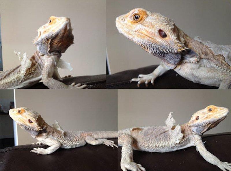 Shedding In Bearded Dragons: What To Expect And How To Help