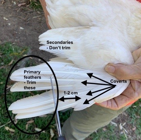 Should You Clip A Chicken'S Wings?