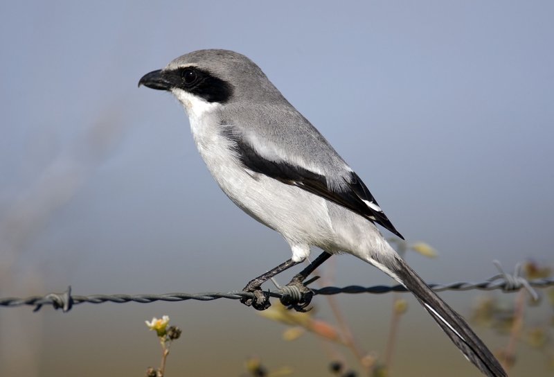 Shrike