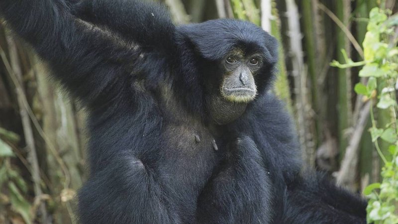 Siamang