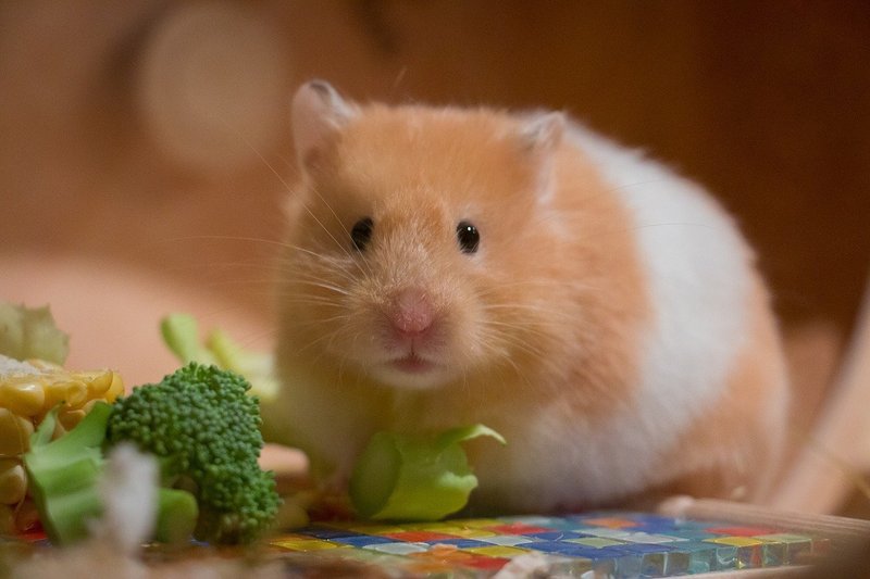 Signs Of Illness In Hamsters And When To See A Vet
