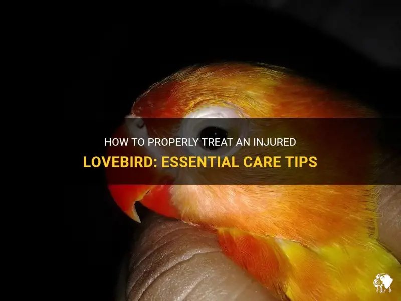 Signs Of Illness In Lovebirds And How To Treat Them