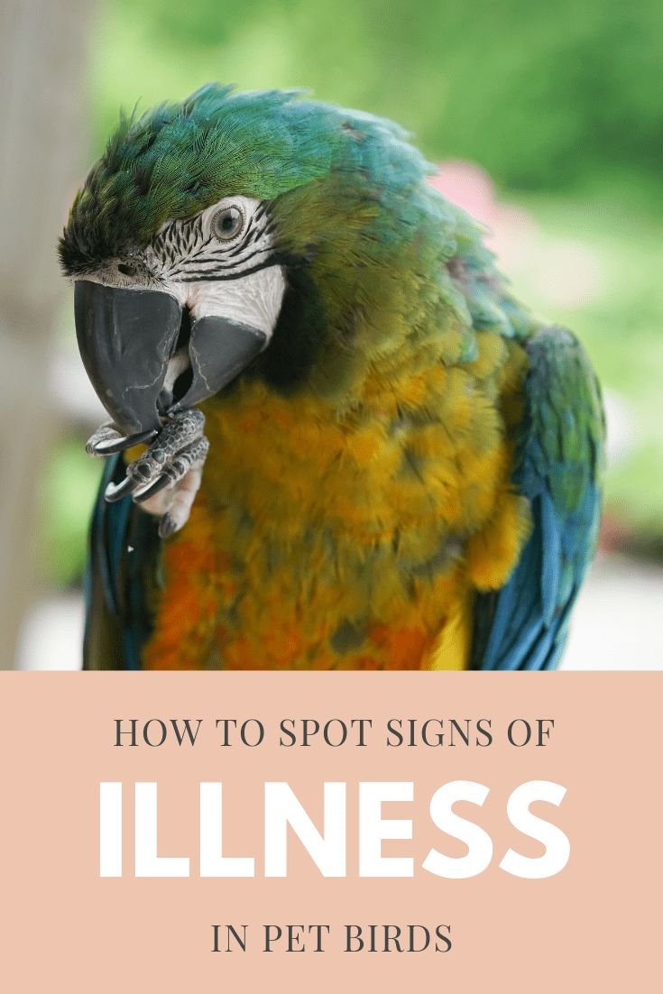 Signs Of Illness In Macaws And When To Call The Vet
