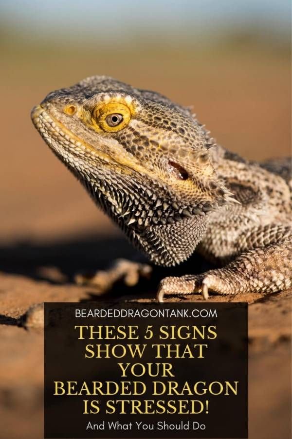 Signs Of Stress In Bearded Dragons And How To Reduce It