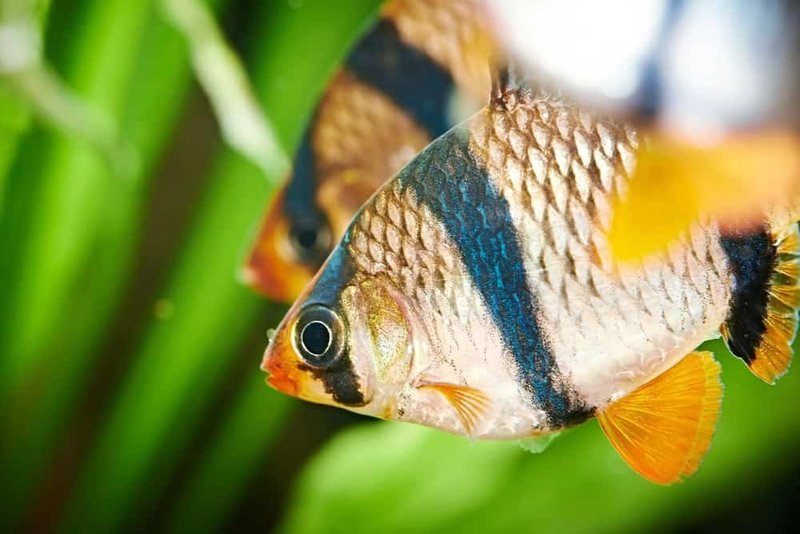 Signs Of Stress In Freshwater Fish And How To Help