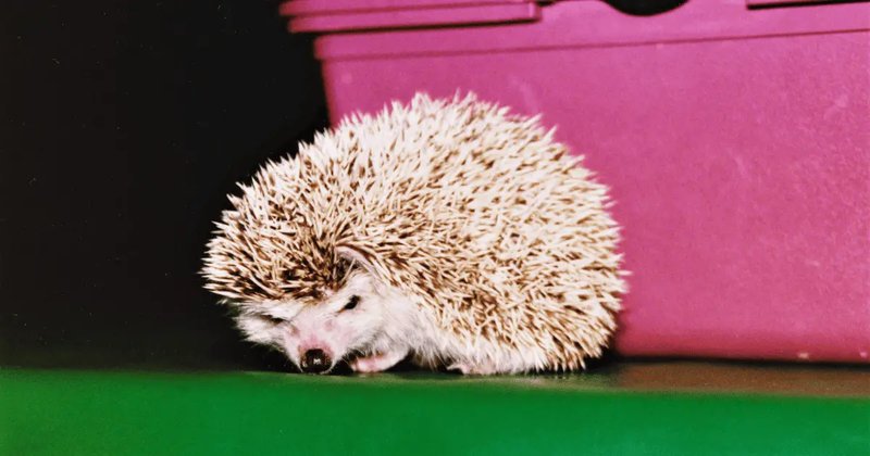 Signs Of Stress In Hedgehogs And How To Help
