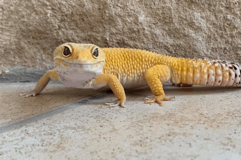 Signs Your Leopard Gecko Is Stressed And What To Do
