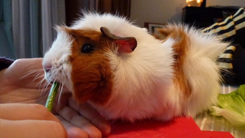 Silkie Guinea Pig Overview: Appearance, Personality, And Grooming Needs
