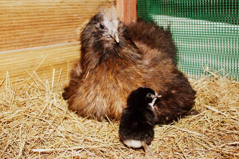 Silkie Nesting Habits And Lifecycle
