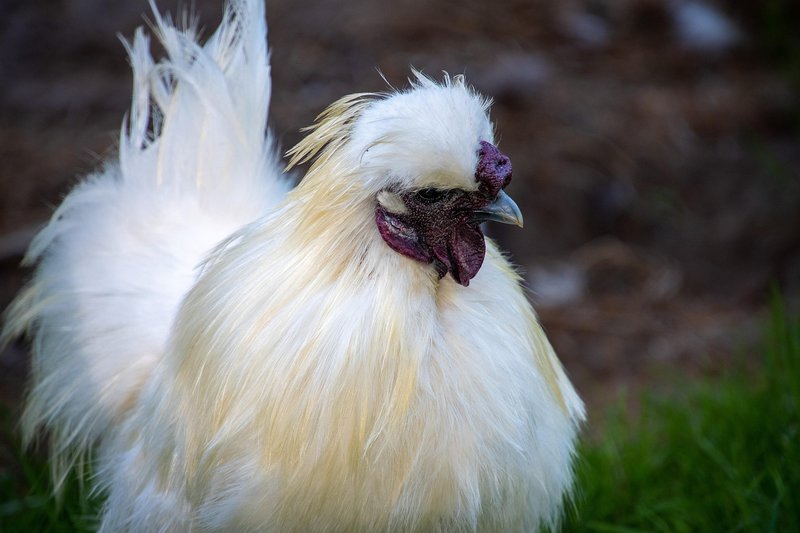Silkie Vocalizations And What They Mean