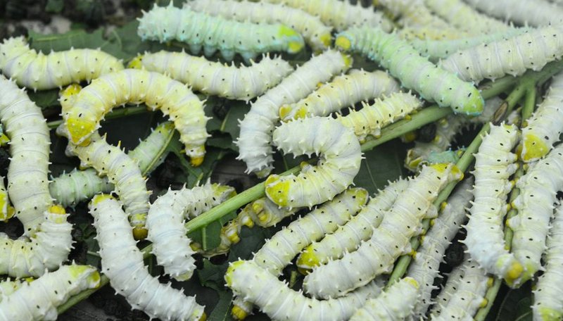 Silkworm