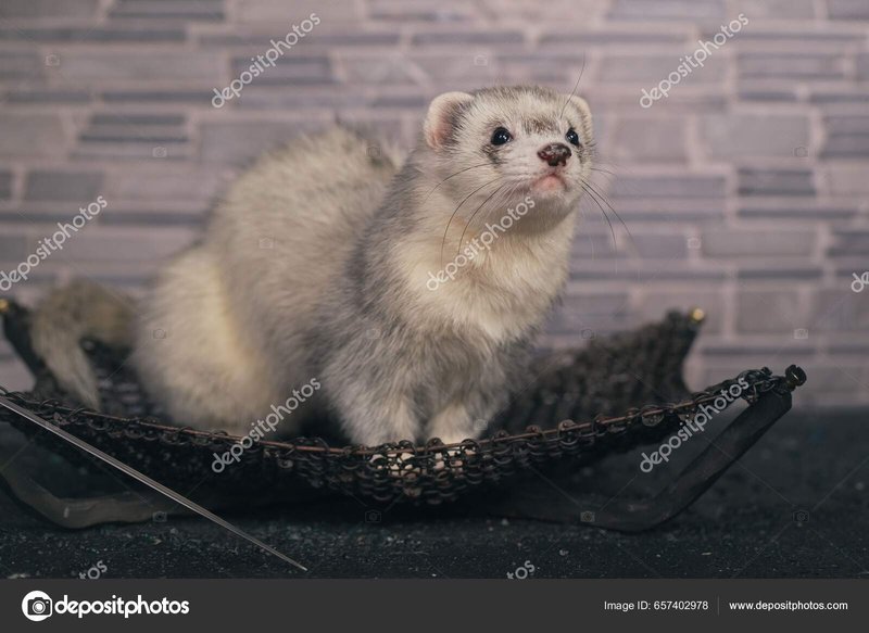 Silver Ferret Overview: Color, Traits, And Temperament