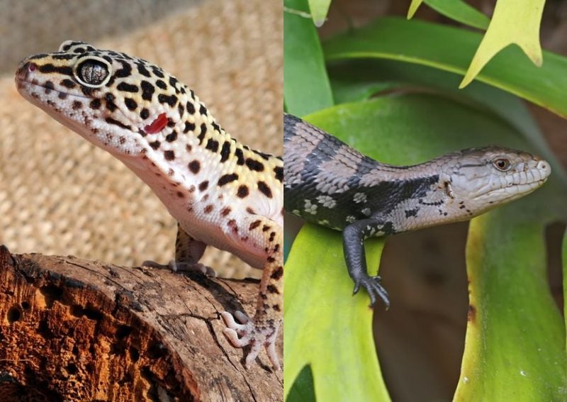 Skink Vs. [Similar Species] - How They Compare