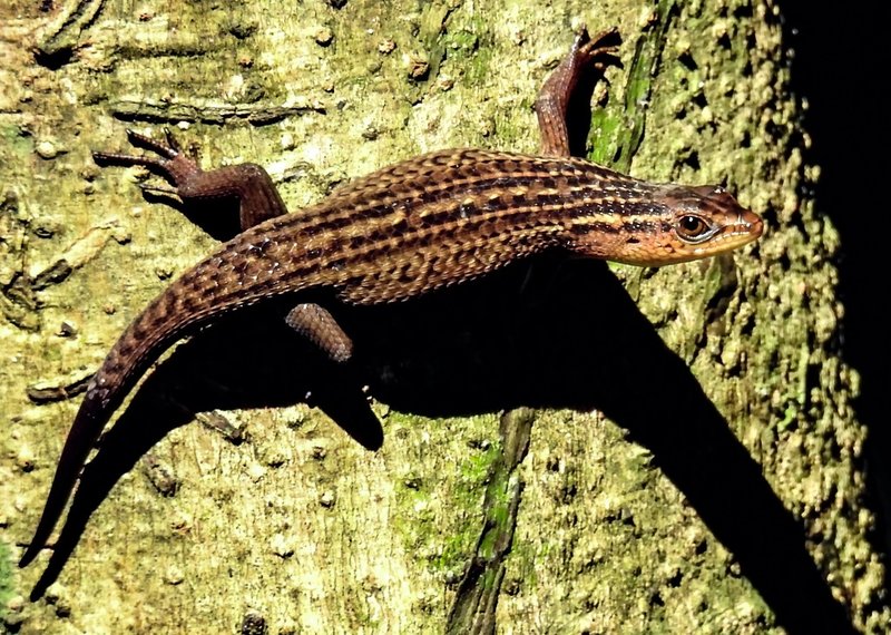 Skink