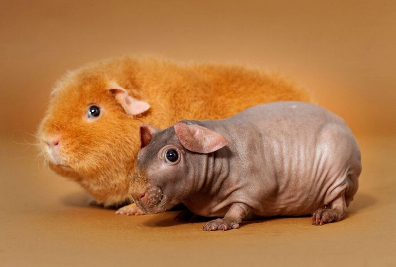 Skinny Pig Guinea Pig Overview: Appearance, Personality, And Grooming Needs