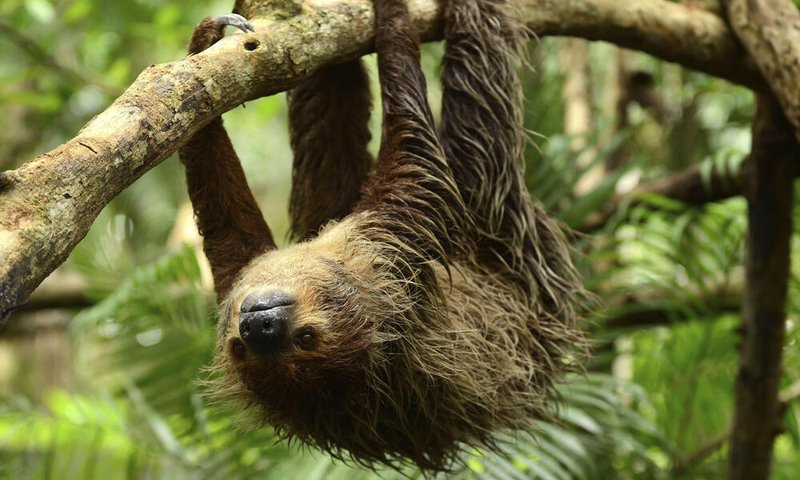 Sloth