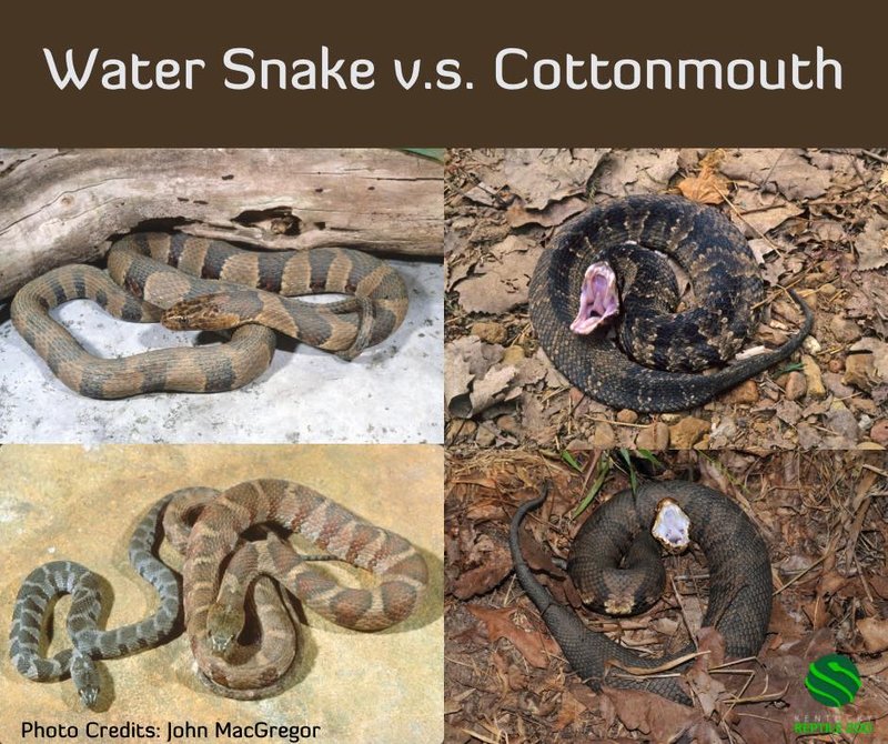 Snake Vs. [Similar Species] - How They Compare