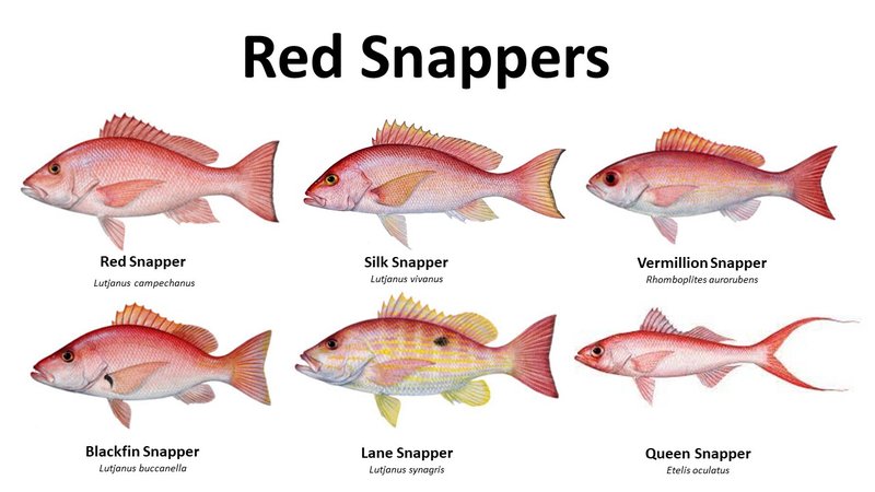 Snapper Vs. [Similar Species] - Key Differences