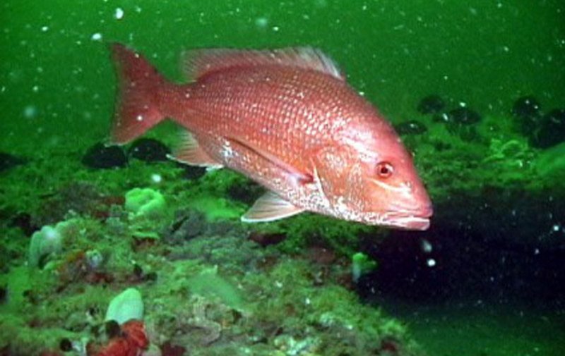Snapper