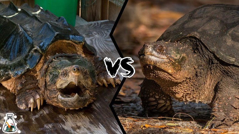 Snapping Turtle Vs. [Similar Species] - How They Compare
