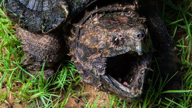 Snapping Turtle