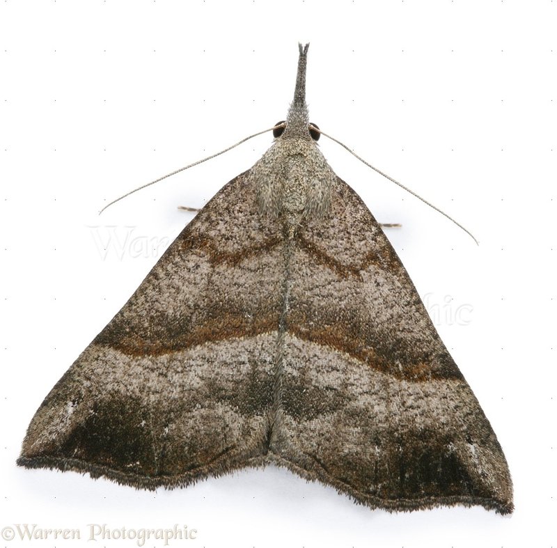 Snout Moth